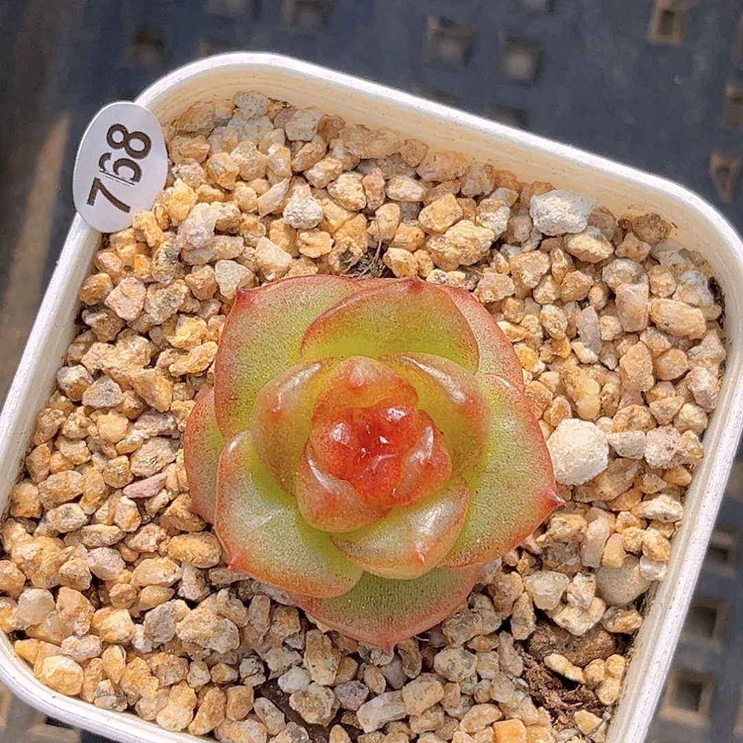 768一物一拍 梨花木