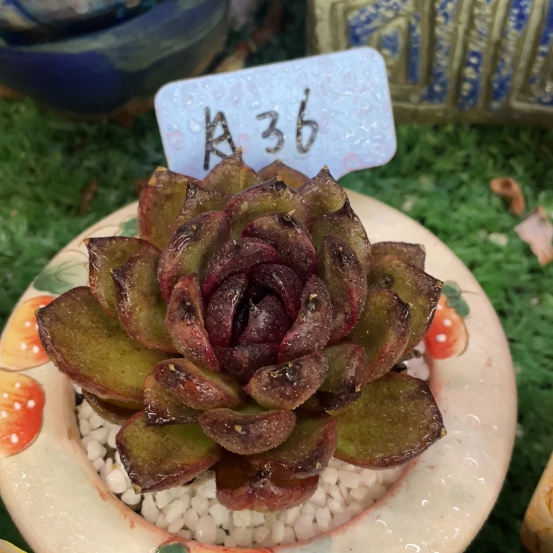 多肉植物盆栽多肉