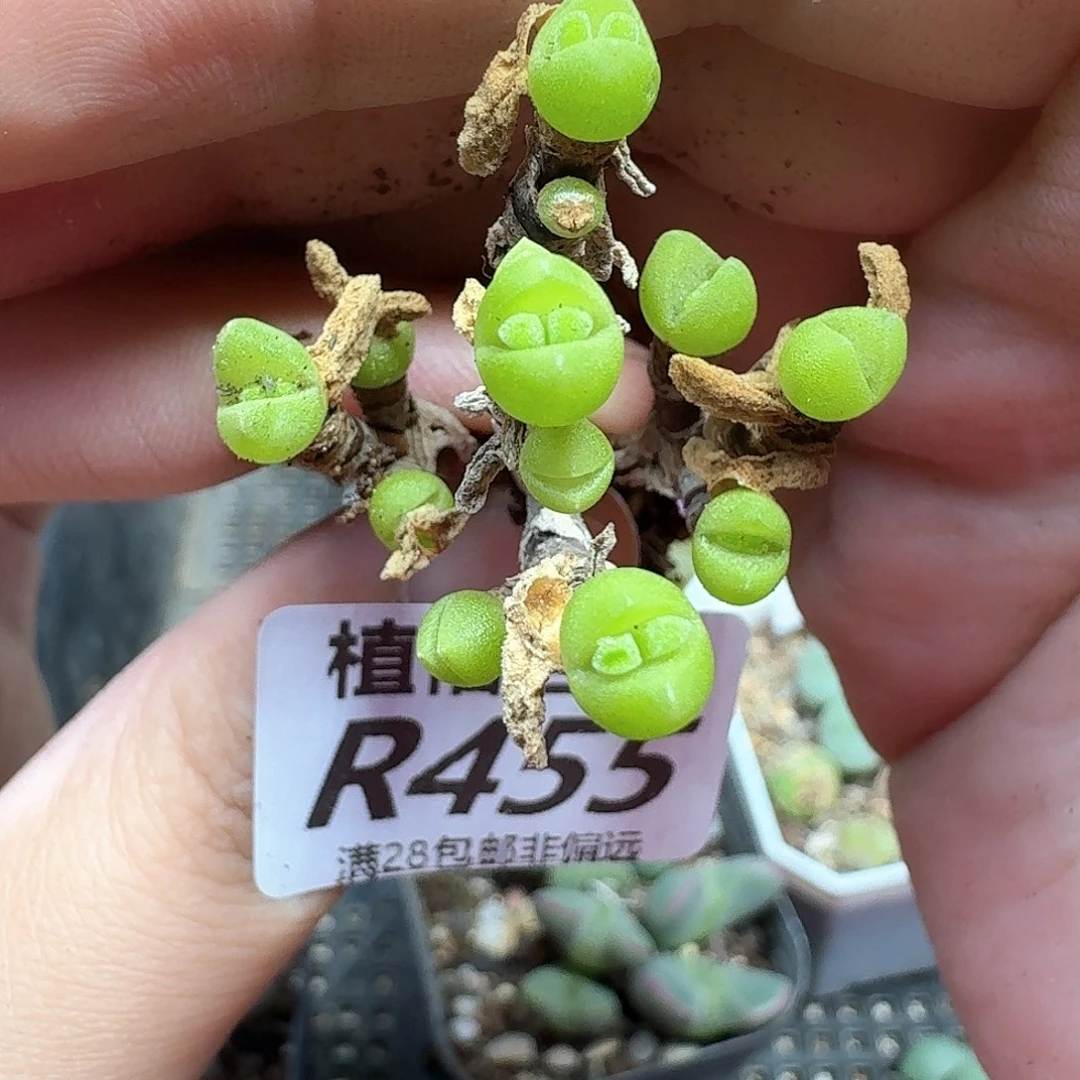 多肉植物的润泽和发发
