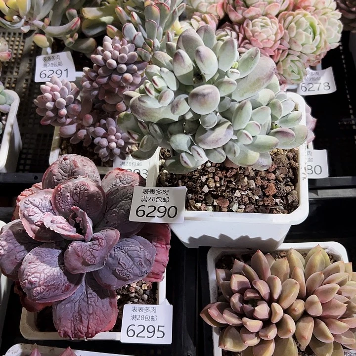 9号*️****我们的确是一个，6290