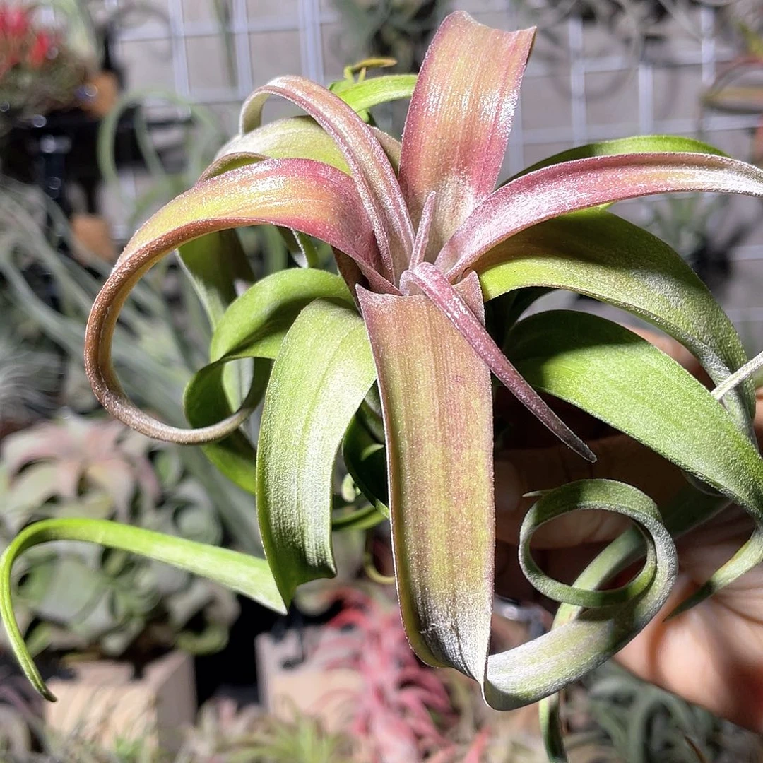 花卷79号空气凤梨