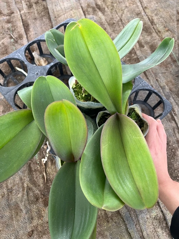 （万红精选）随机四棵蝴蝶兰花后苗叶损无售后