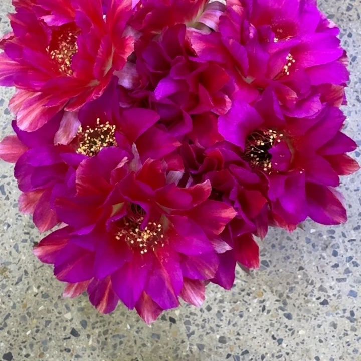 378丽花美花2歪3公分左右无根侧牙，20包邮