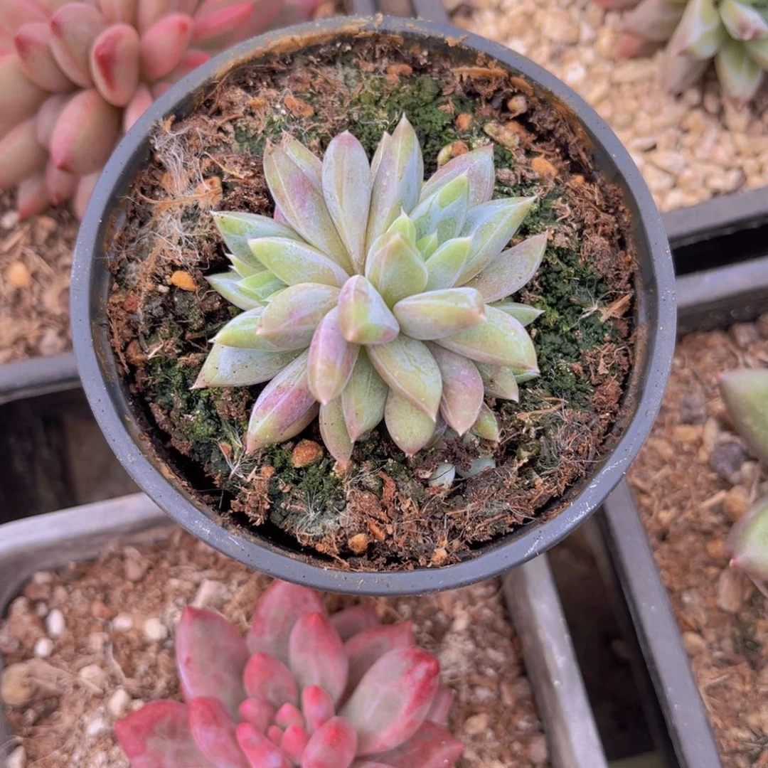 多肉植物多肉植物