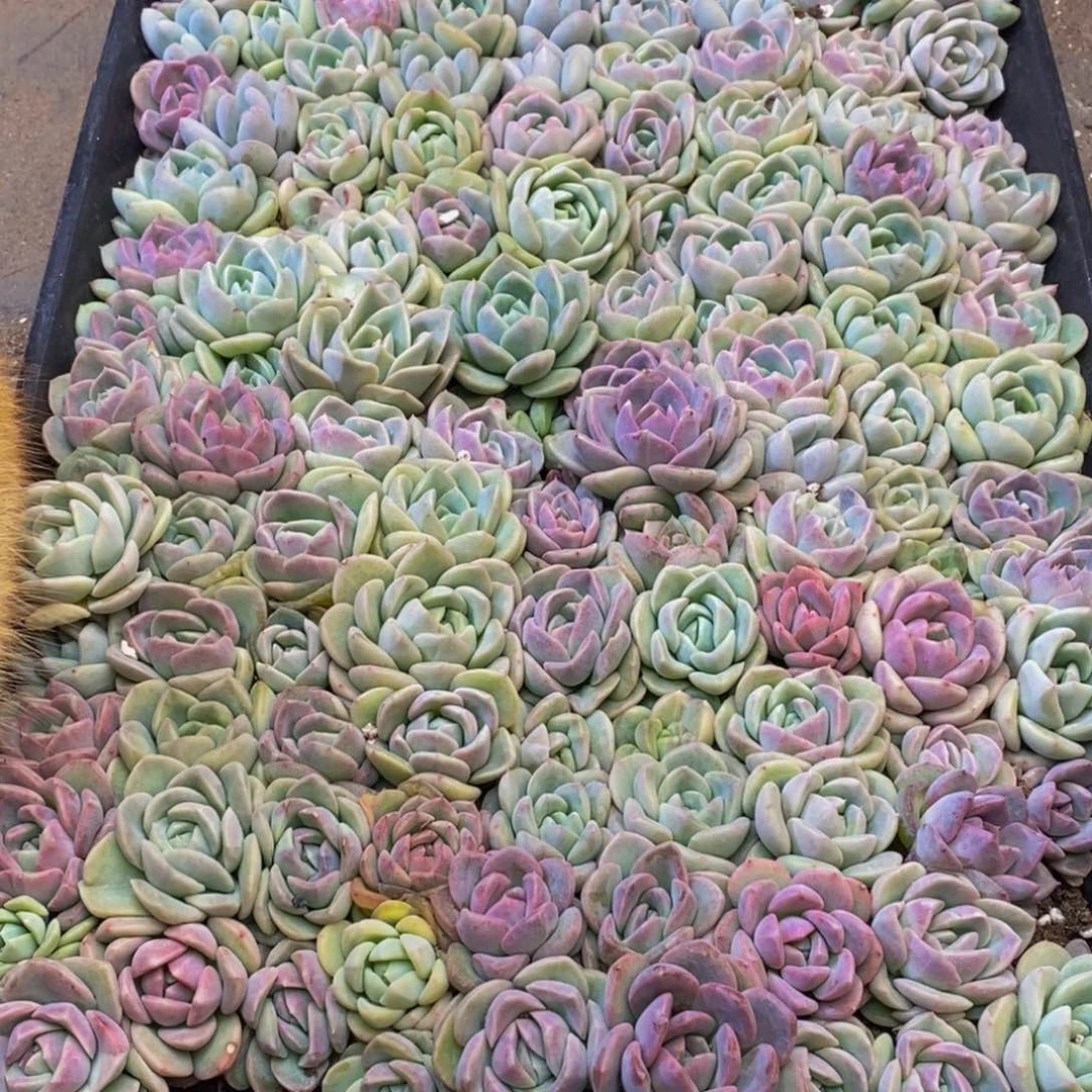 春*721多人在一起的时候我