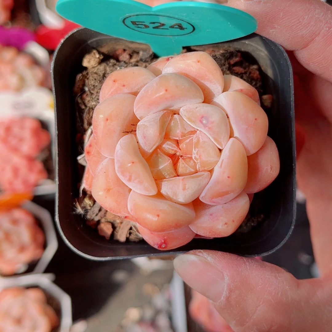 水***漾524号小老桩糖心单头