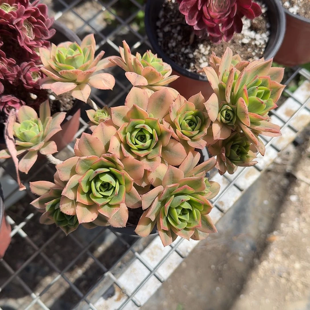 星爆法师多肉植物