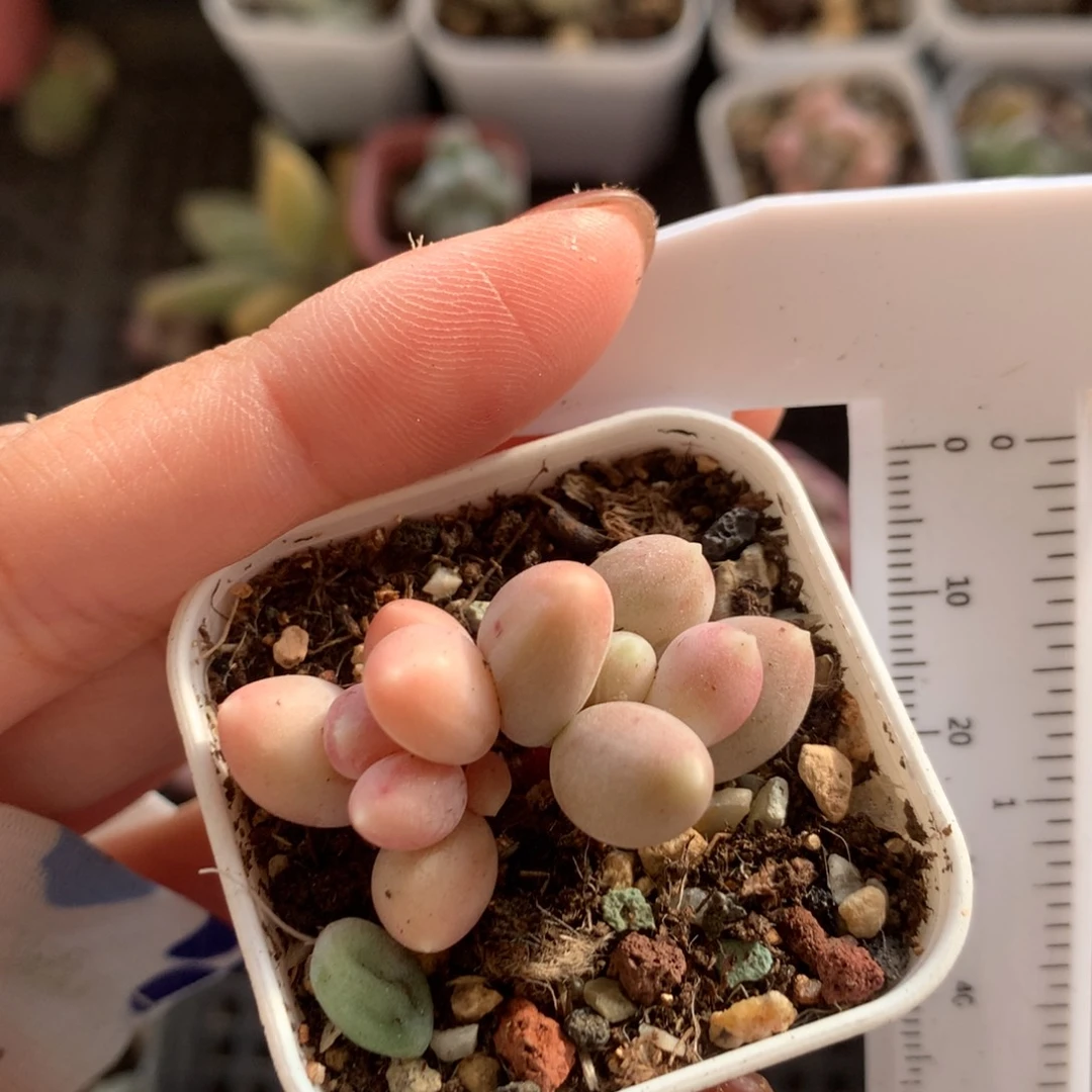 甜果，粉色甜果奶酪啊