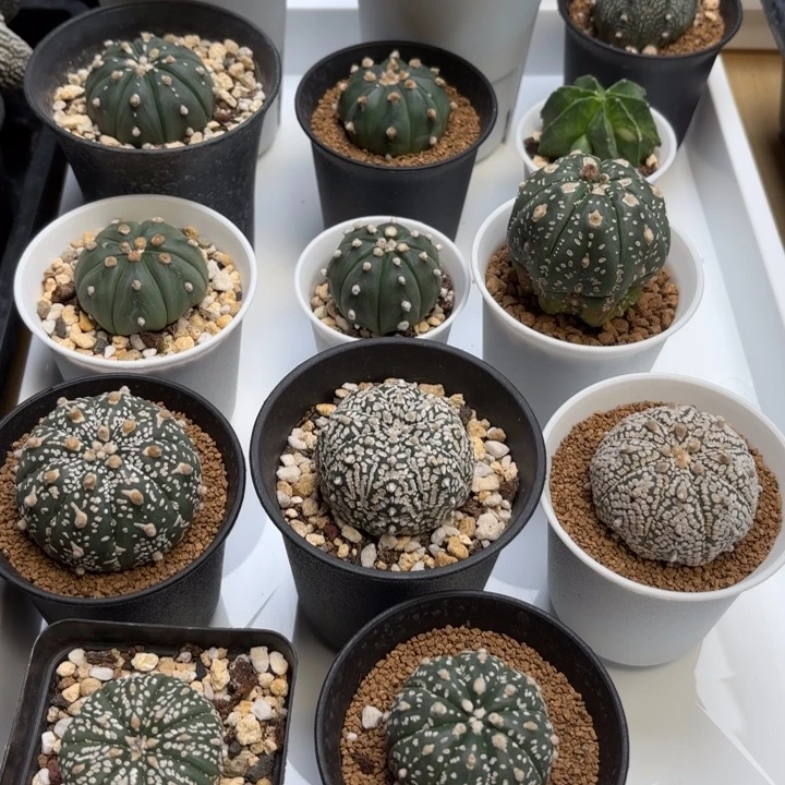 实生侧芽福袋福利