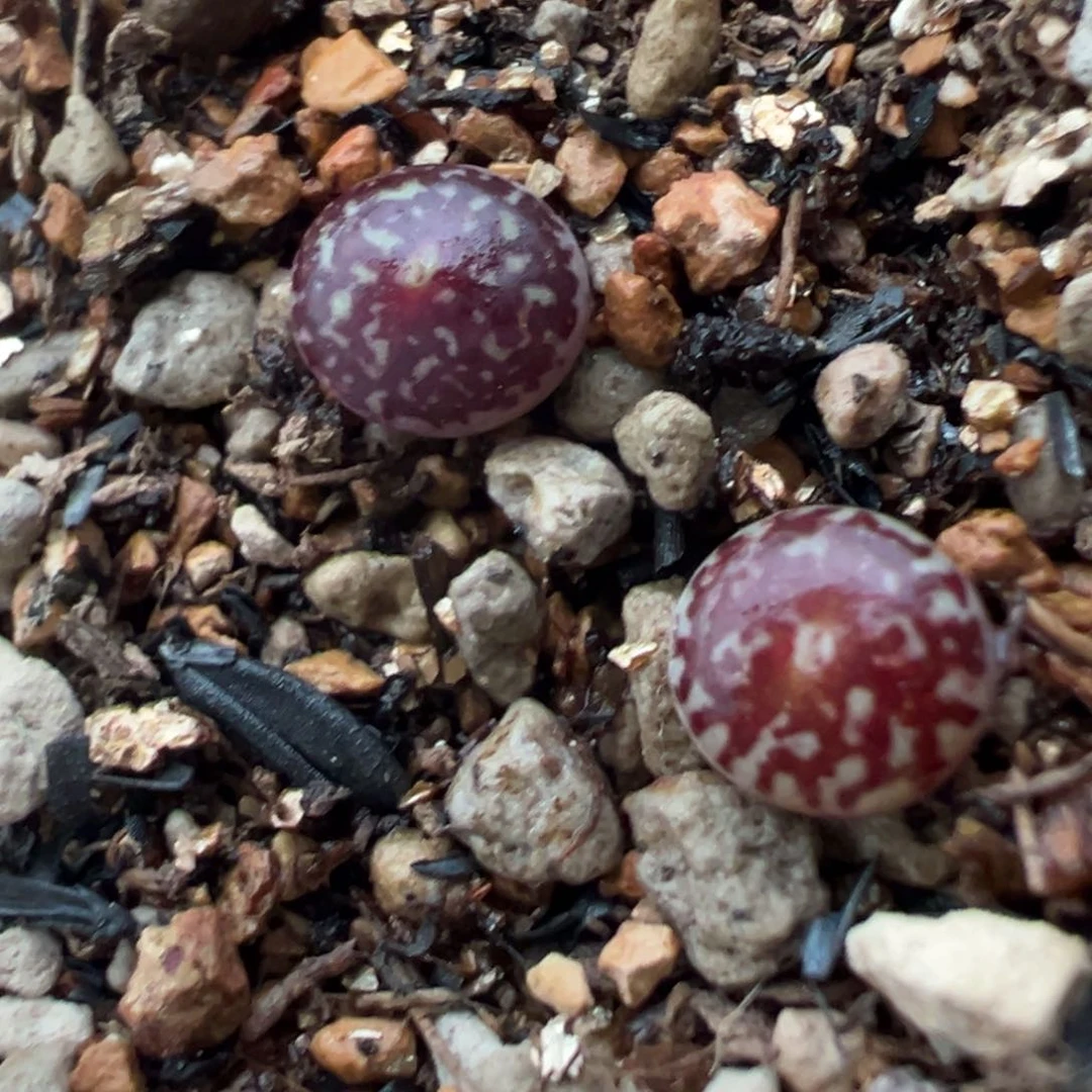 冷**知1号链接后代多肉