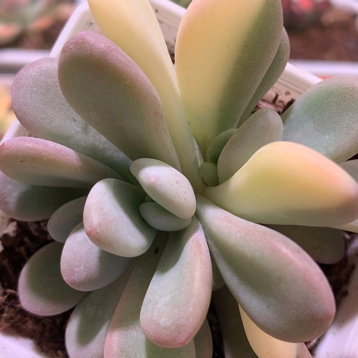 粉兔锦，锦哥多肉