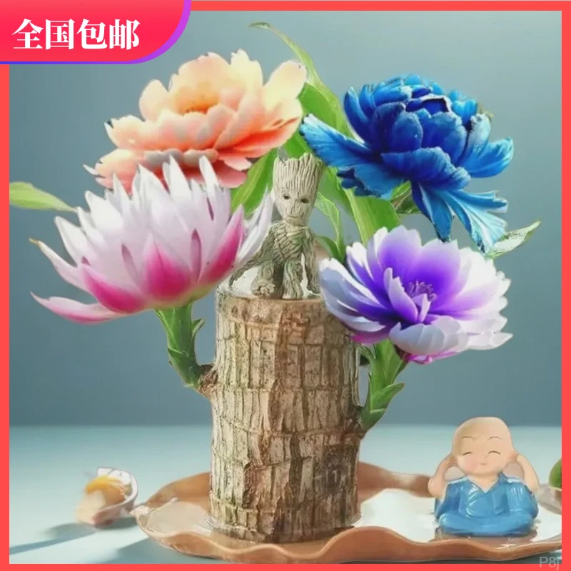 【巴西木带芽热销正宗】可开花水培幸运木格鲁特四季水培室内好养花