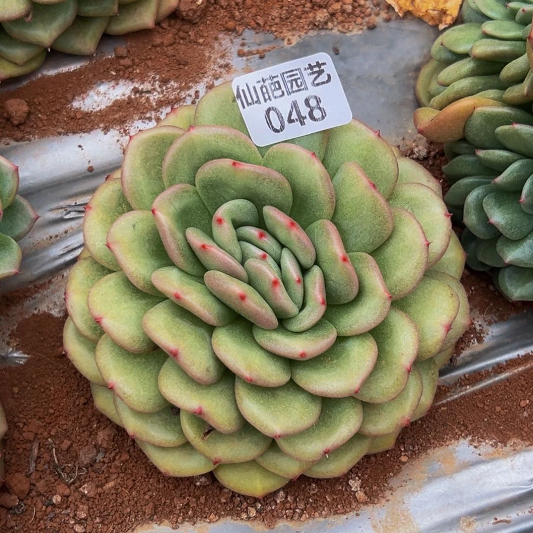 048多肉的小龙虾和一个小