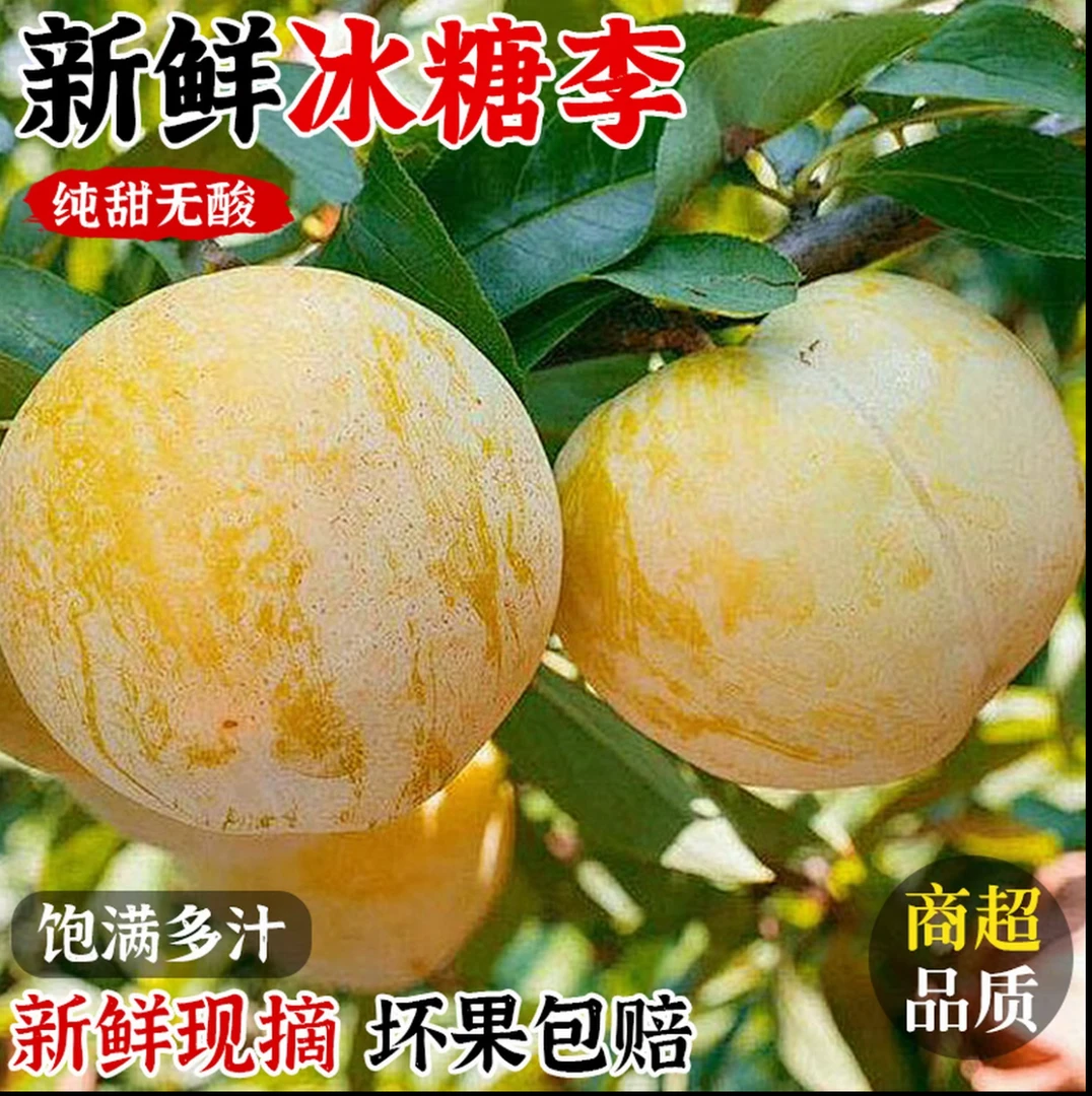 【拍2斤送2斤】四川汉源桃花李冰糖李子4斤冷链包邮