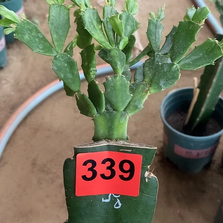 无花朵淡**智050，339号新疆不包邮