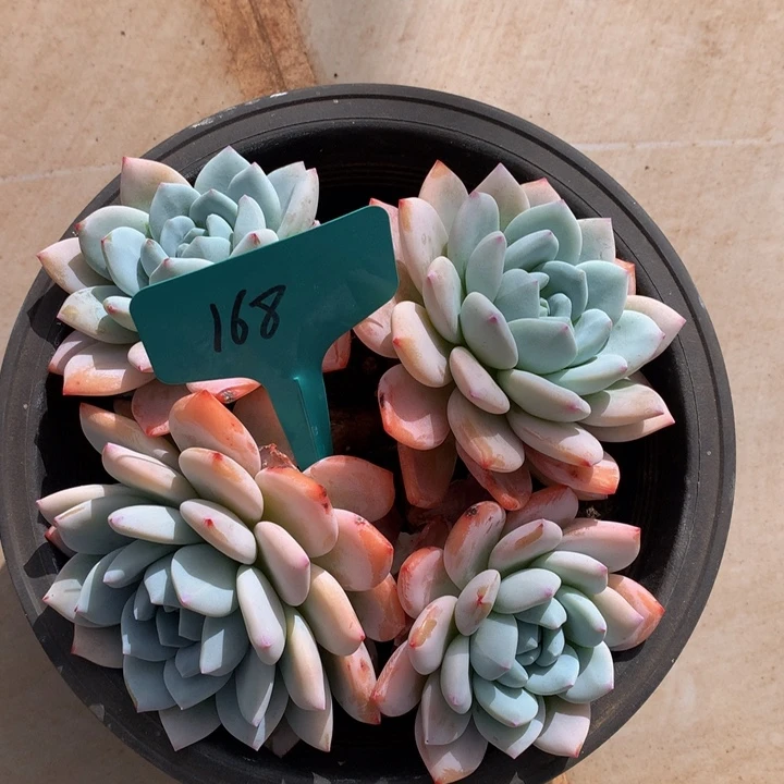 多日子和欧7折27277272¥