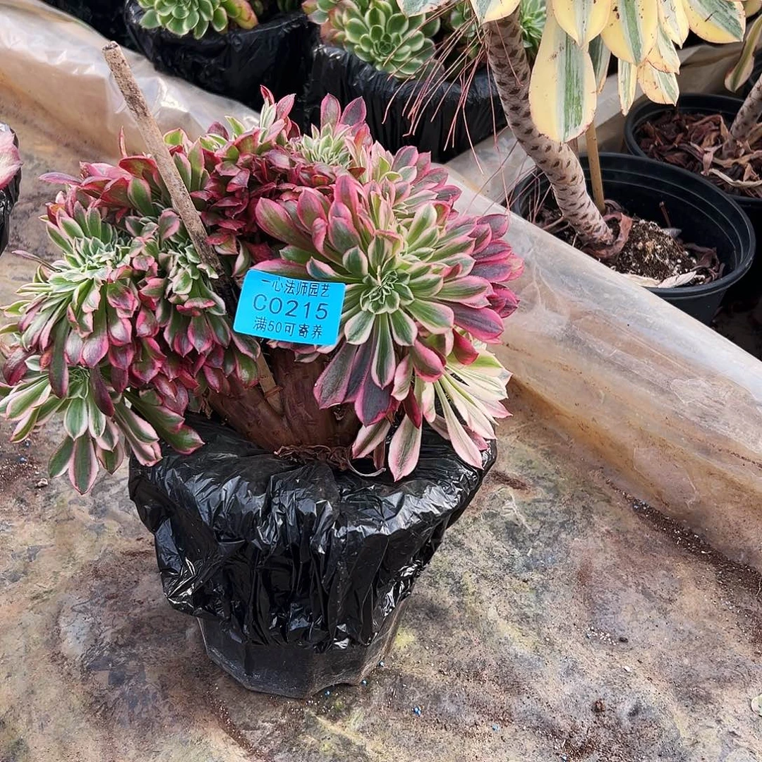 215浣纱缀化、多肉