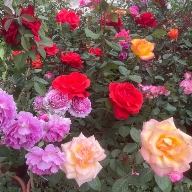 月季花四季开花适合阳台室外