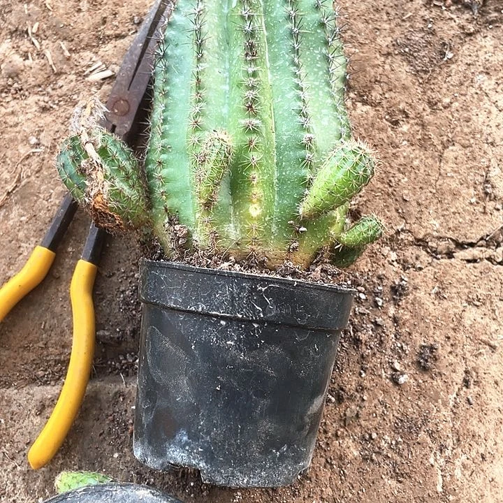 ?**儿实生彩草1颗满18包邮