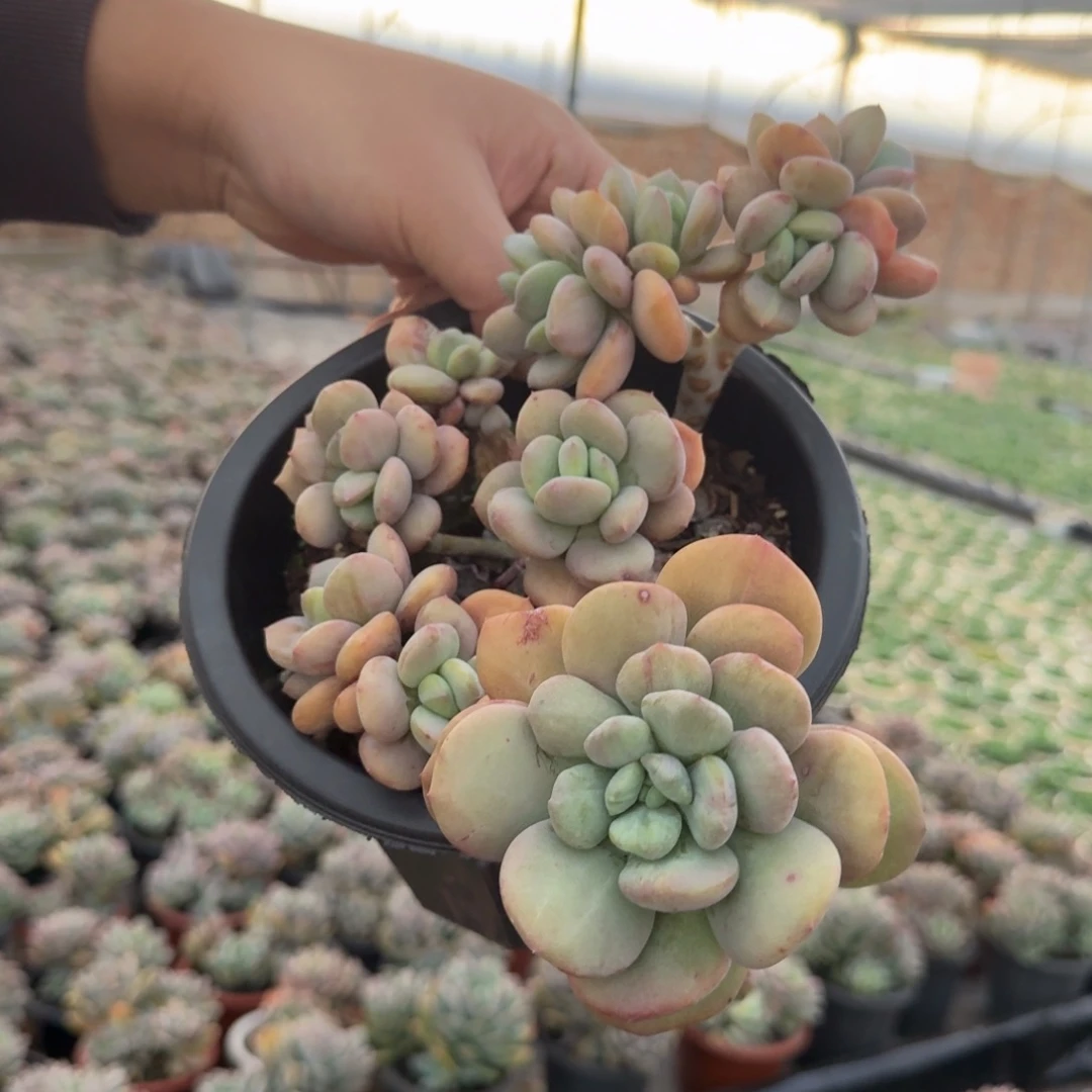 貂蝉一物一拍一号