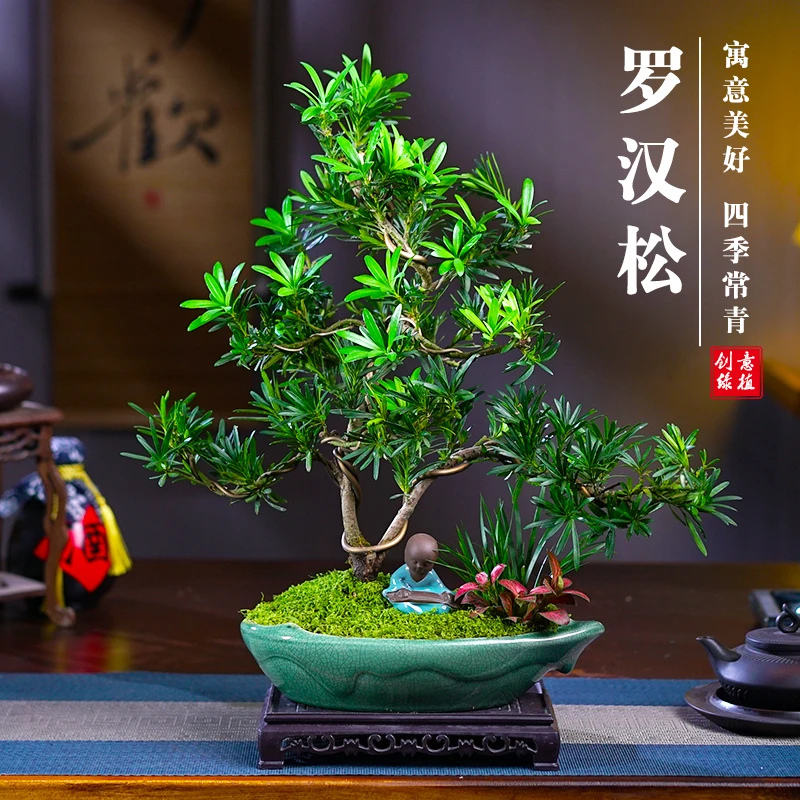 罗汉松盆景老桩植物盆栽雀舌树苗造型树室内花绿植桌面微景观好养