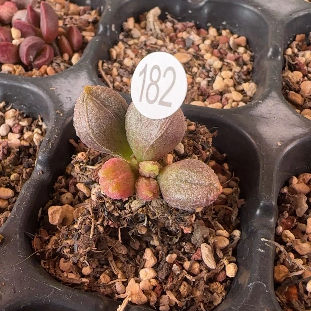 冰晶冰淇淋水泡多肉182