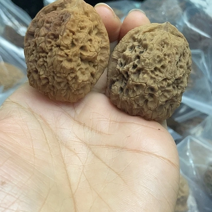 木质类云南铁核桃基地12