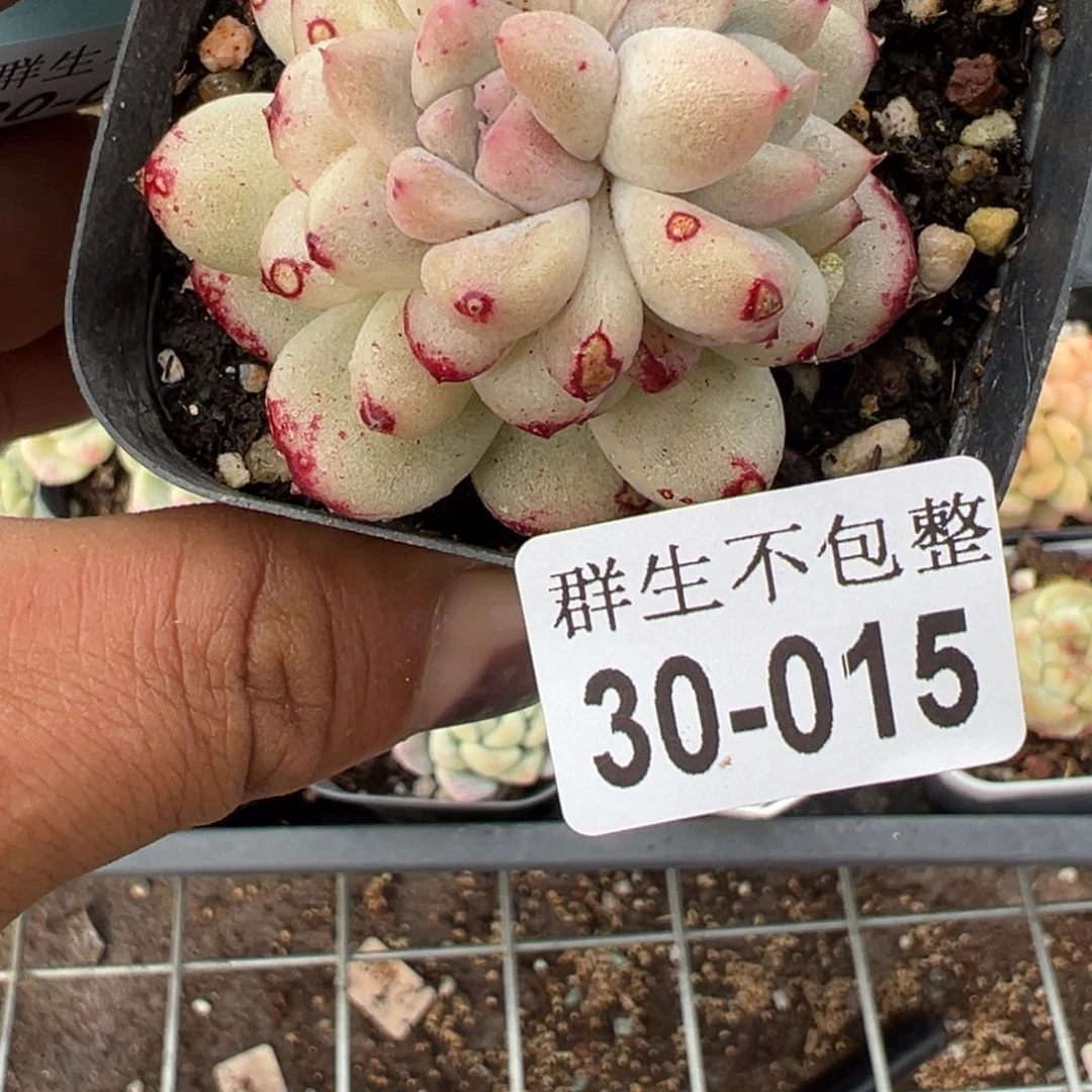 小卡拉米糖心一物一拍30-15