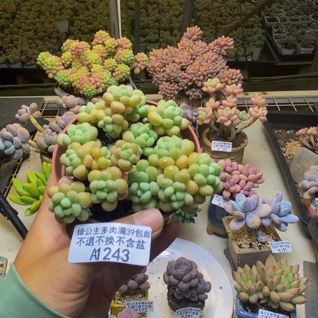 243鱼子酱多肉7cm