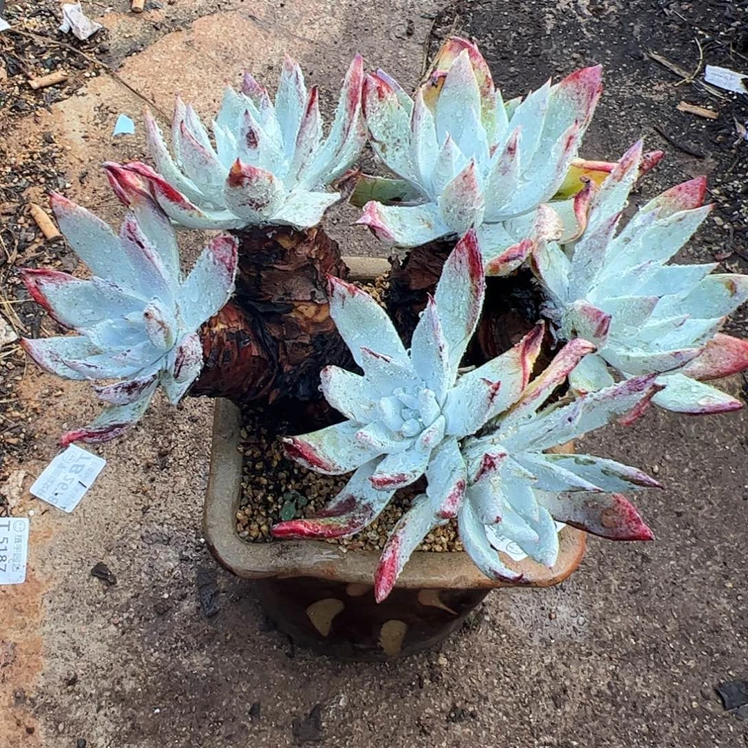 5250流丹雪山仙女杯