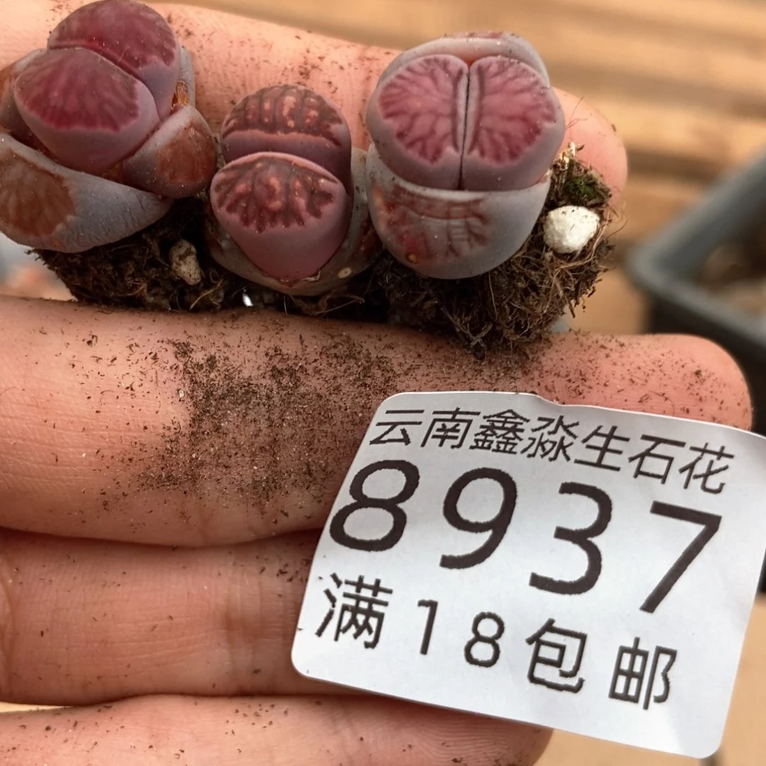 8937特价紫菊一颗量拍