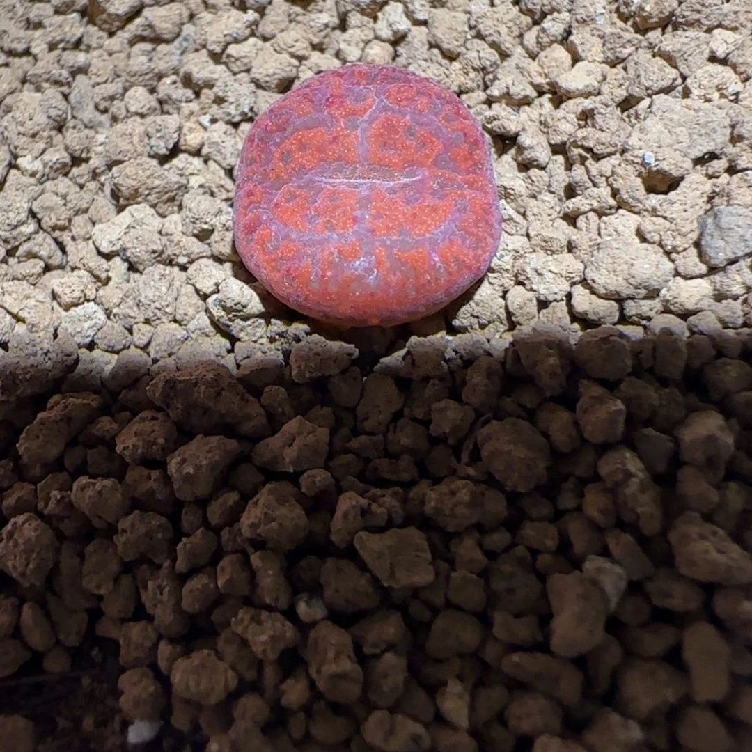 肉锥多肉植物组合-ap正红色酒红勋章318