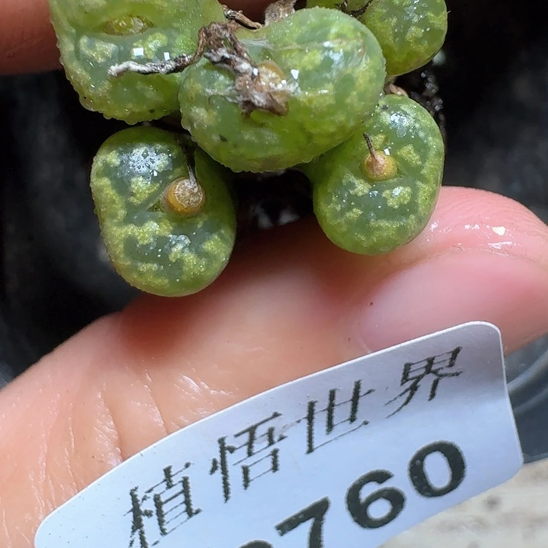 760盒多肉植物哇fv vvb