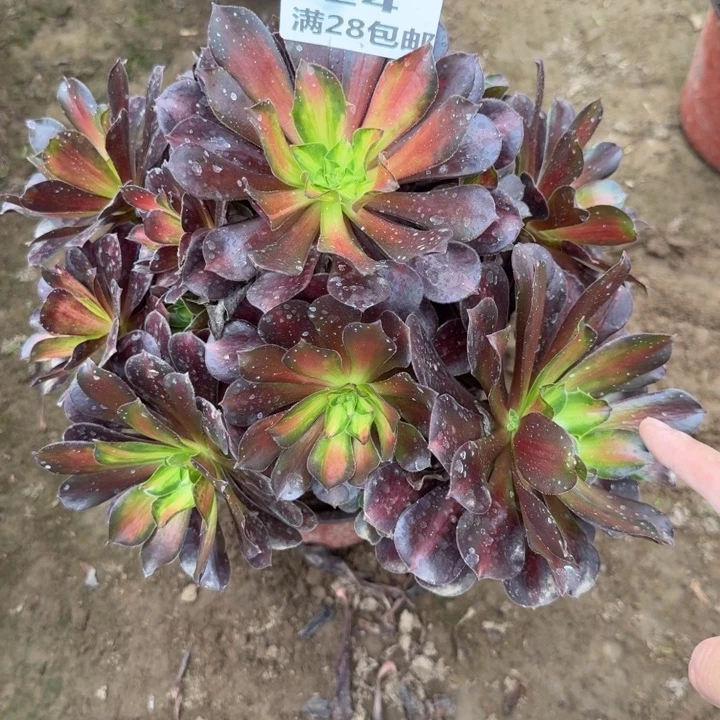 924二号棚夕阳多肉C