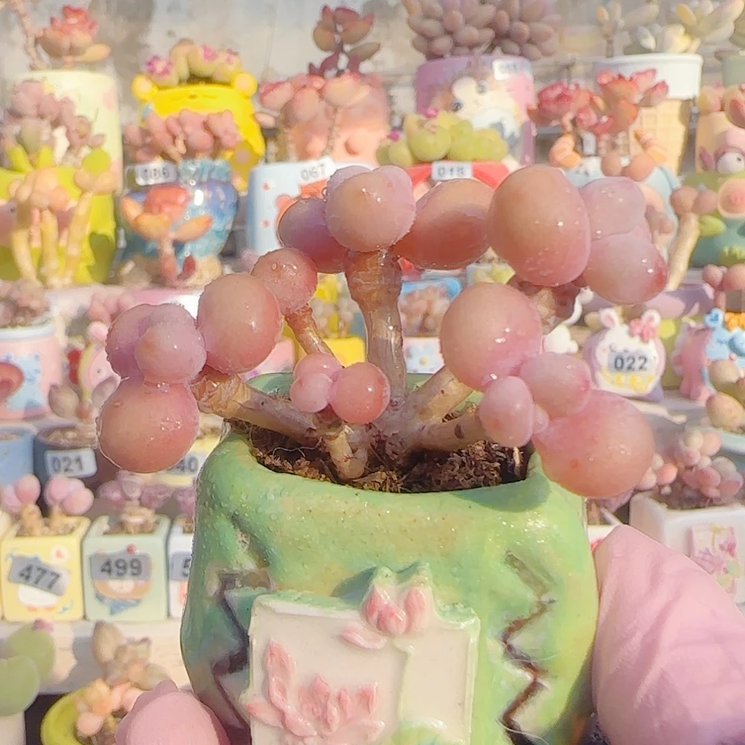 L 造型桃蛋 盆口2.5cm