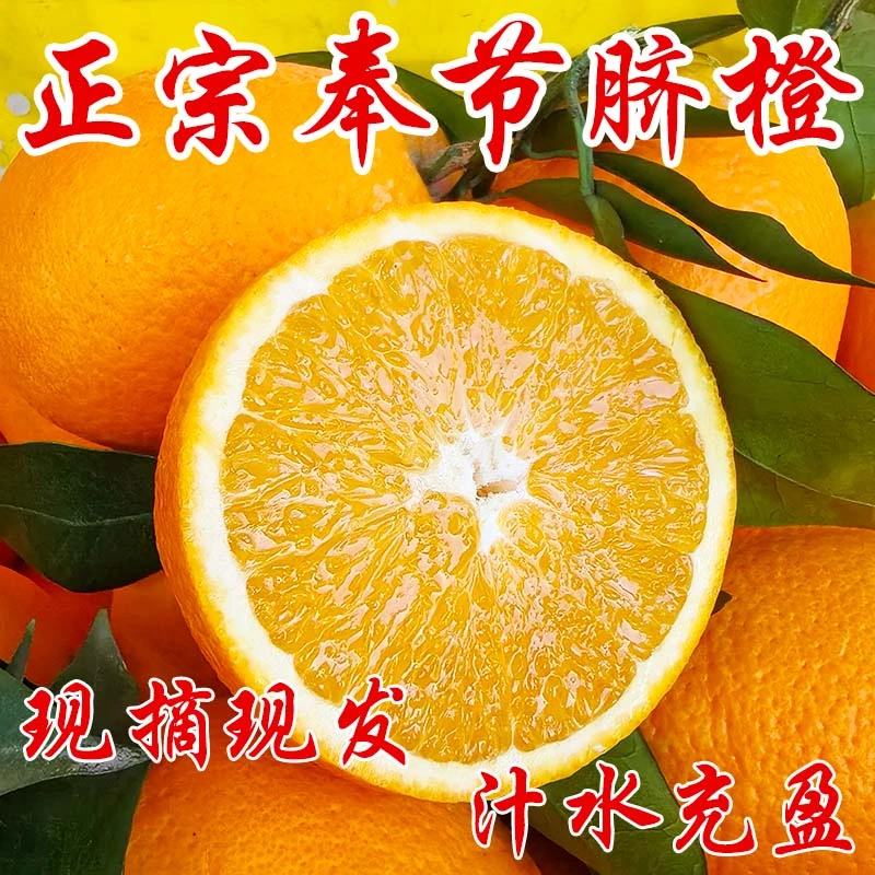 正宗重庆奉节脐橙纽荷尔现摘孕妇新鲜橙子奉节产地直发