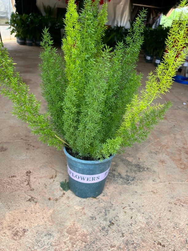 狐尾天门冬盆栽耐热观叶植物四季常青庭院阳台好养易活2盆