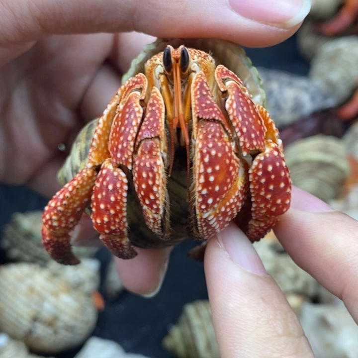 3.4口通体正红斐济草莓