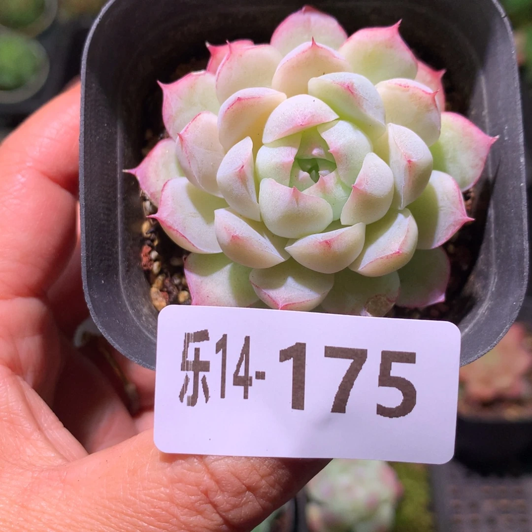 乐然14-175 女王玫瑰