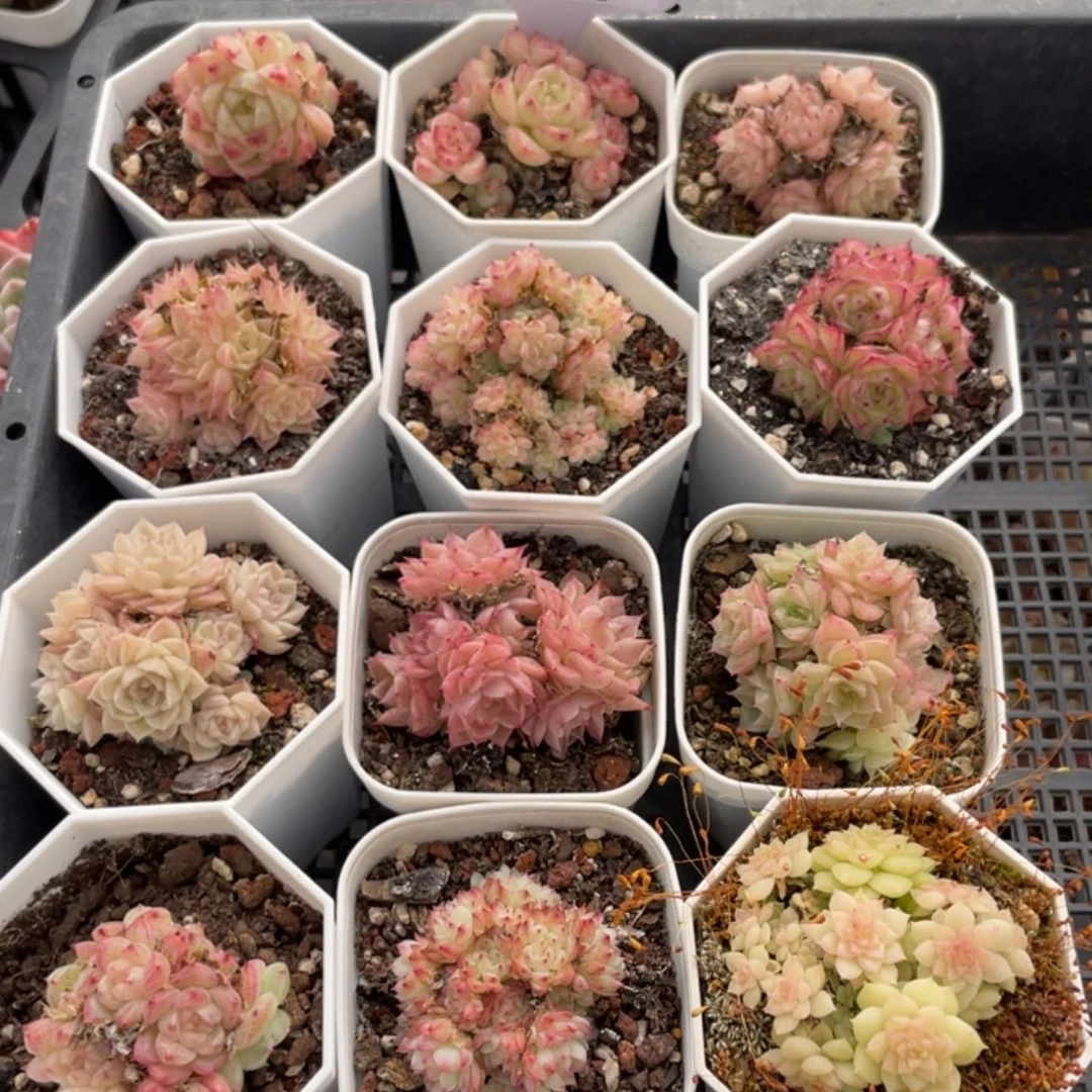 不包整散 盆子不售后1718