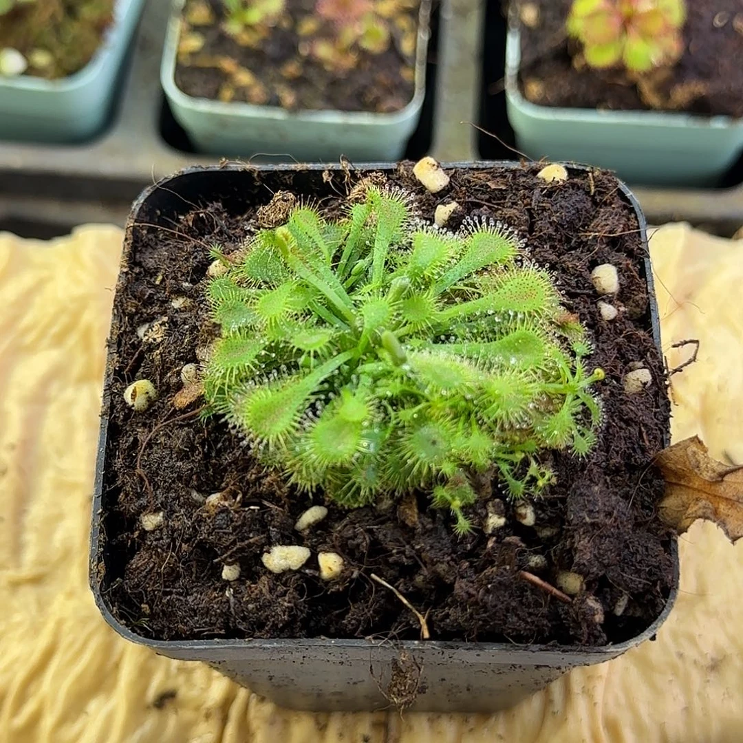 完全开放白绒毛茅膏菜