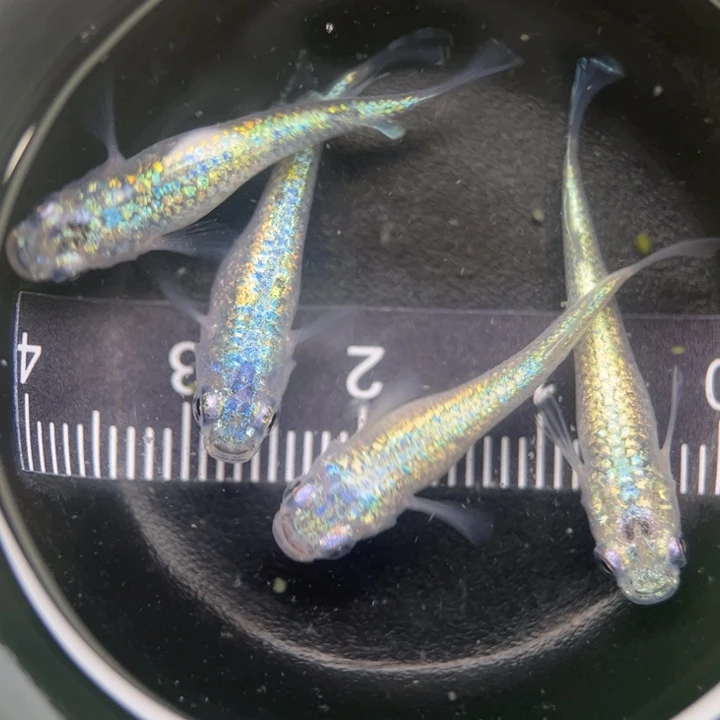 海水阿玲青鳉47号