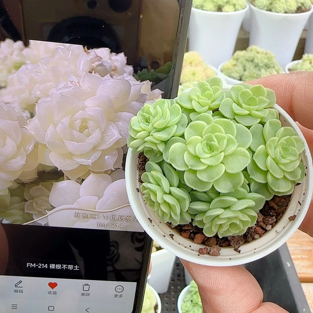 1103-146（fm-24）优选