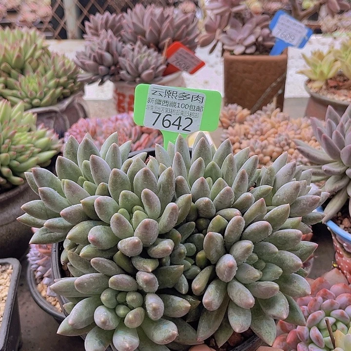 7642红蜻蜓。