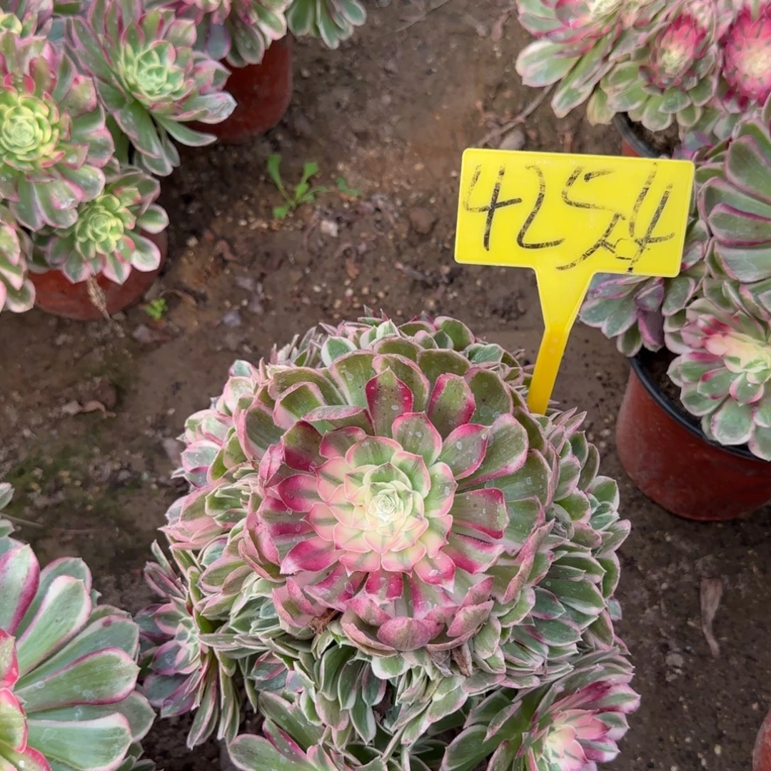 4254---孔雀翎多头