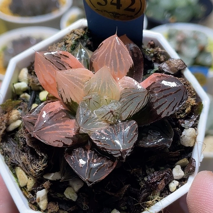 542赤焰玉露锦特选福利