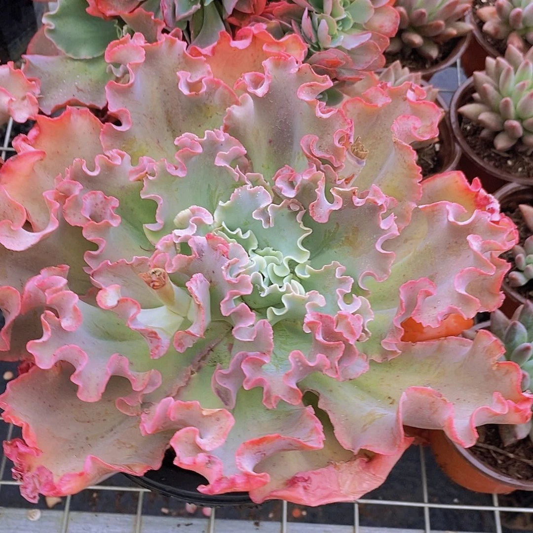 高沙之翁 大包菜