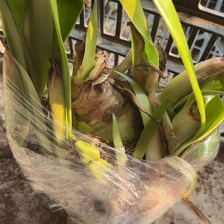 杂交12号开花不售后