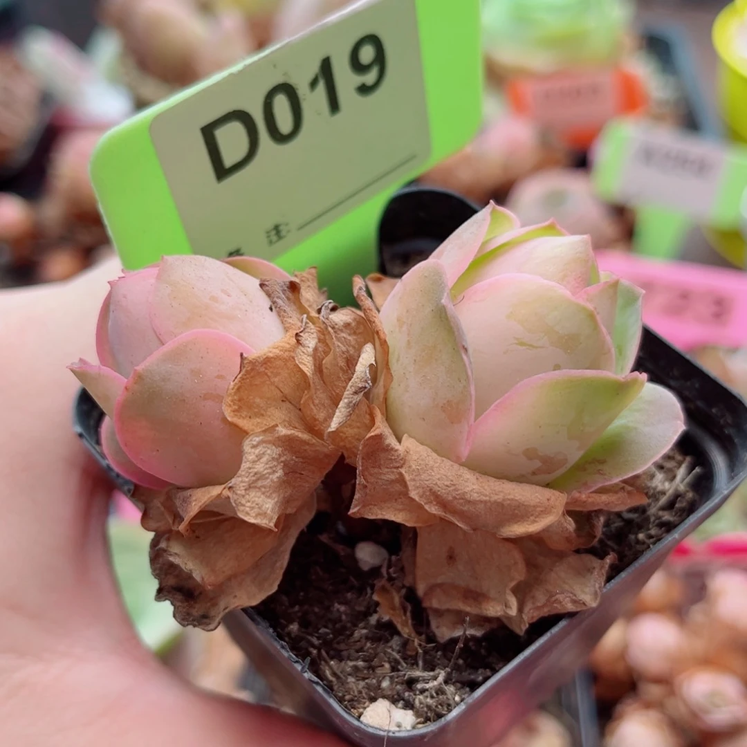 D019 果粒橙 一物一拍