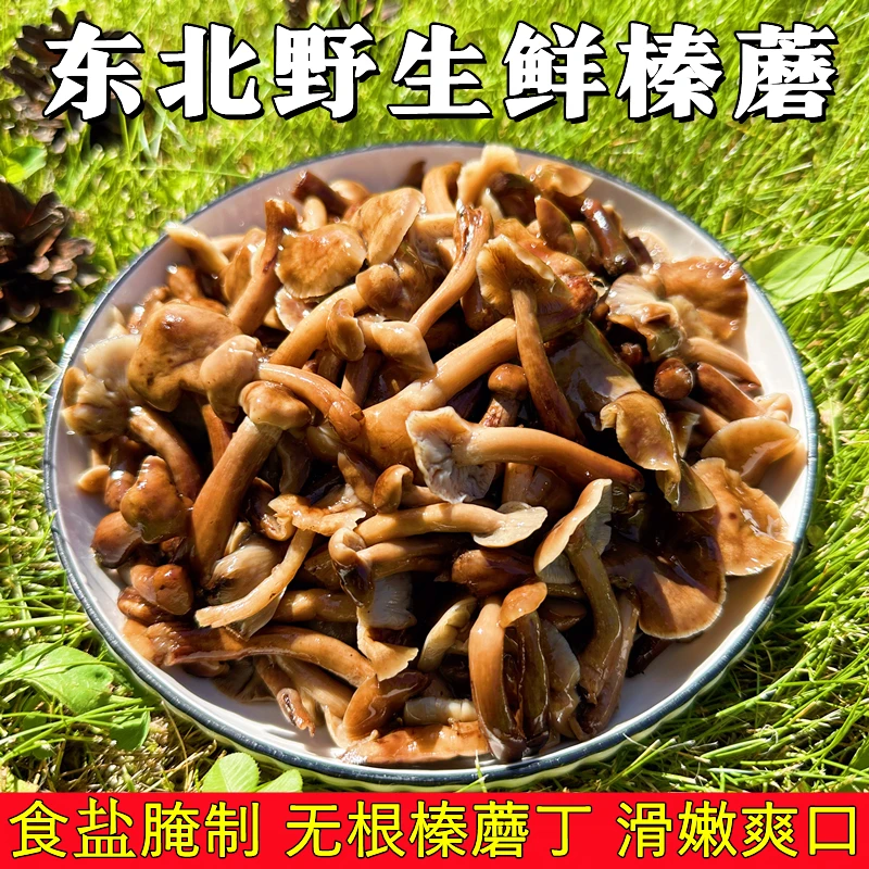 新鲜榛蘑东北野生榛蘑焯水咸蘑菇食用无根东北特产